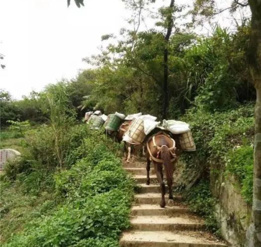 惠州山区马帮运输