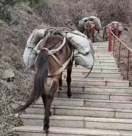 惠州骡马运输