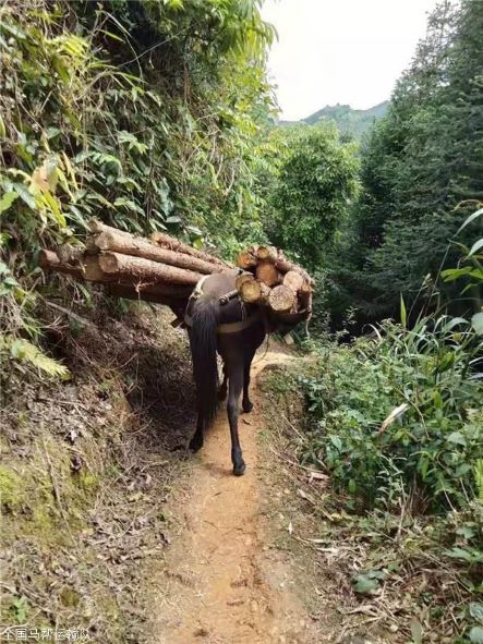 惠州骡子运输